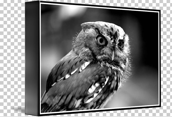 Owl Beak White Wildlife PNG, Clipart, Beak, Bird, Bird Of Prey, Black And White, Black And White Owl Free PNG Download