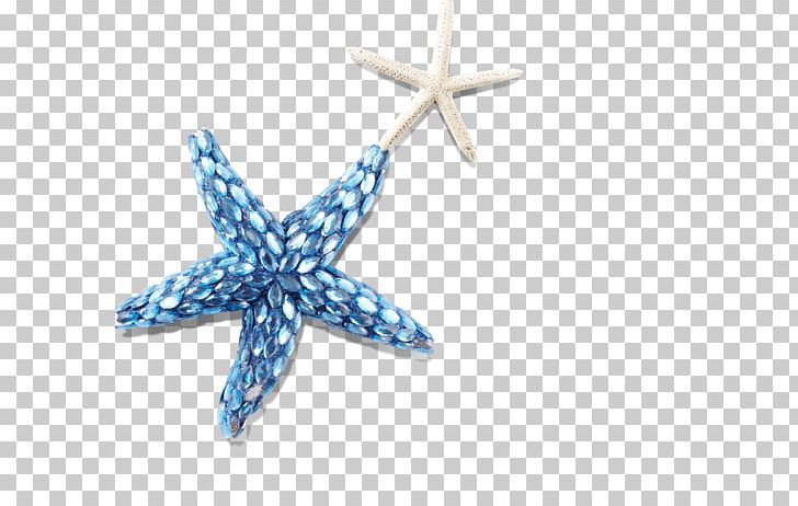 Seashell Starfish PNG, Clipart, Animals, Blue Background, Blue Flower, Blue Vector, Cmyk Color Model Free PNG Download