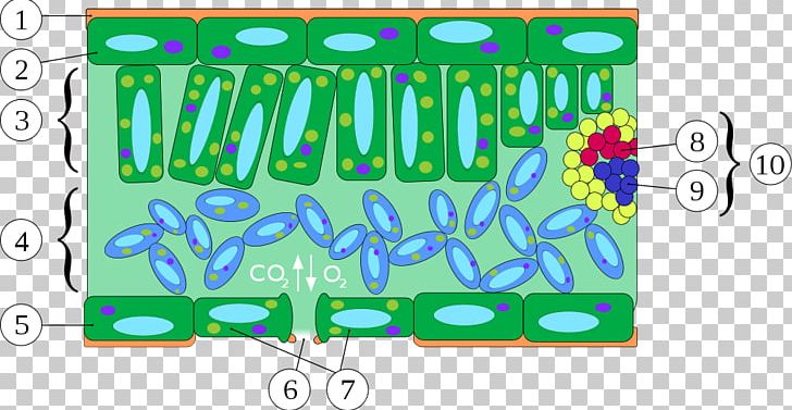 Xylem Leaf Vascular Bundle Epidermis Plant Stem PNG, Clipart, Area, Banner, Biology, Brand, Cuticle Free PNG Download