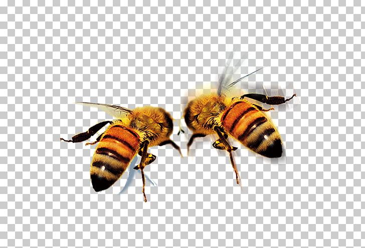 Apidae Queen Bee Icon PNG, Clipart, Animal, Arthropod, Bee, Bee Hive, Bee Honey Free PNG Download