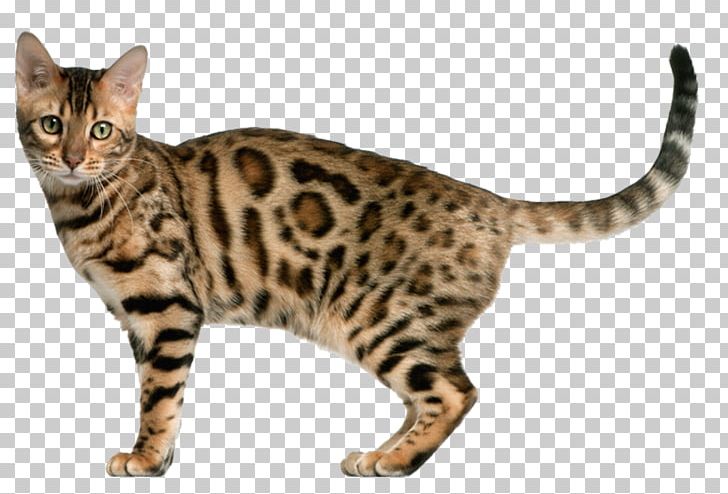 Bengal Cat Kitten Exotic Shorthair Tonkinese Cat Ocicat PNG, Clipart, American Shorthair, Animals, Carnivoran, Cat Like Mammal, Dragon Li Free PNG Download