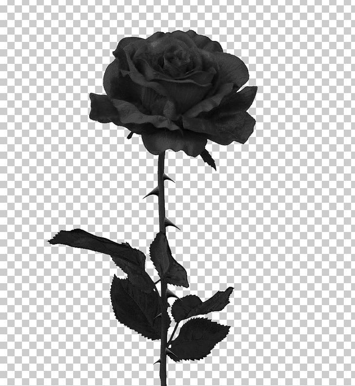 Black Rose T-shirt PNG, Clipart, Black, Black And White, Black And White Pictures Of Roses, Black Rose, Blog Free PNG Download