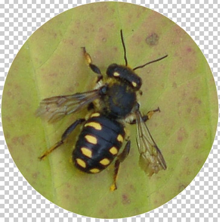 Honey Bee Insect Anthidium Manicatum Hymenopterans PNG, Clipart, Animal, Arthropod, Bee, Fly, Honey Free PNG Download