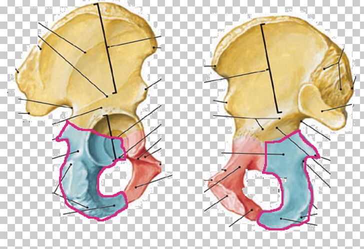 Ischium Hip Bone Pubis Pelvis Anatomy PNG, Clipart, Anatomy, Angle, Art, Bone, Ear Free PNG Download