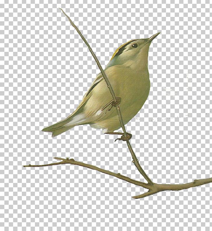 Songbird Watercolor Painting Drawing PNG, Clipart, American Yellow Warbler, Animals, Art, Beak, Bird Free PNG Download