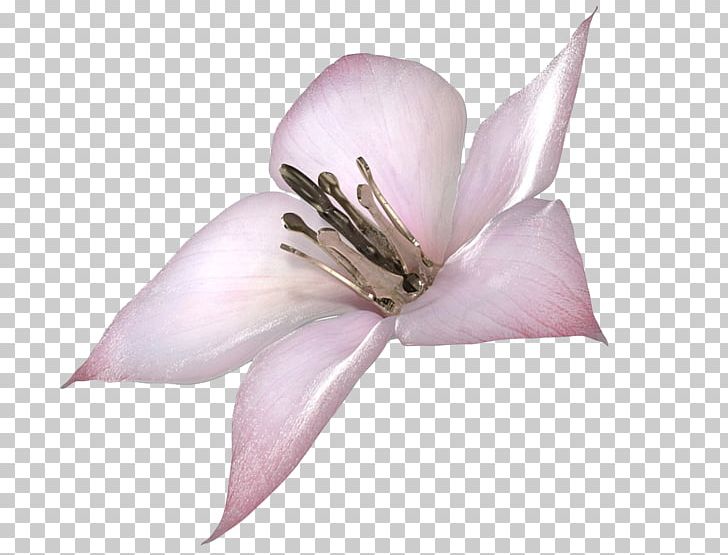 Drakengard 3 Nier: Automata Zero SINoALICE PNG, Clipart, Art, Blossom, Concept Art, Cut Flowers, Drakengard Free PNG Download