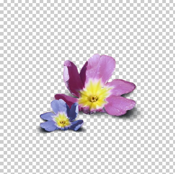 Primrose Family Violet PNG, Clipart, Family, Fleur, Flower, Flowering Plant, Hibiscus Free PNG Download