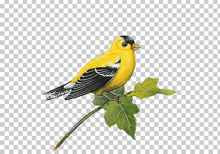 Wall Decal Finch Sticker PNG, Clipart, American Goldfinch, Art, Beak, Bird, Decal Free PNG Download