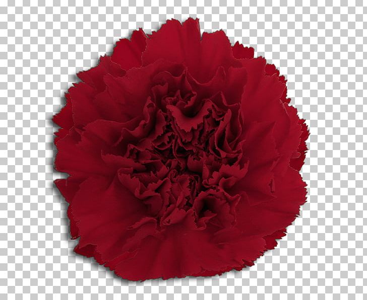 Wine Carnation Cut Flowers Pi Beta Phi PNG, Clipart, Carnation, Cut Flowers, Dianthus, Flower, Flowering Plant Free PNG Download