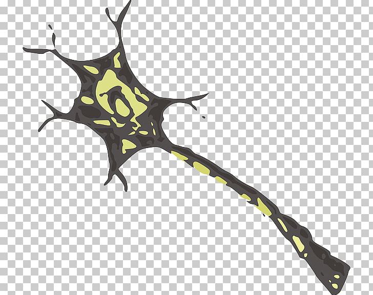 Biologia Celular Y Molecular: Conceptos Y Experimentos Cell Biology Neuron PNG, Clipart, Biologia, Biology, Branch, Cell, Cell Division Free PNG Download
