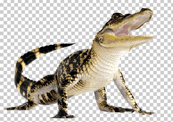 Crocodile Alligator Euclidean Icon PNG, Clipart, Alligator, American Alligator, Animallover, Animals, Biodiversidad Free PNG Download