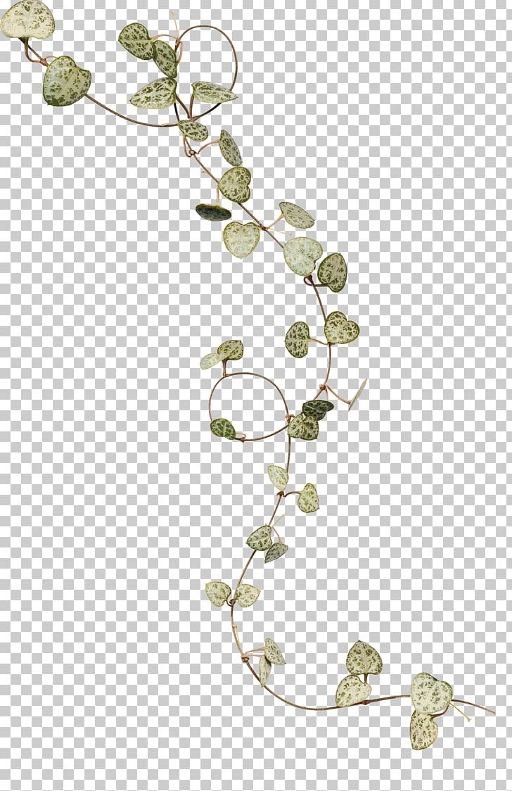 Ivy Leaf Flower PNG, Clipart, Bending, Branch, Creeper, Curve, Decorative Patterns Free PNG Download