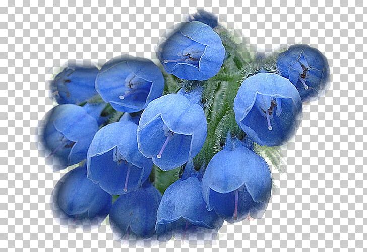 Tenor Flower Animaatio PNG, Clipart, Animaatio, Animated Film, Beautiful Trauma, Blue, Cobalt Blue Free PNG Download