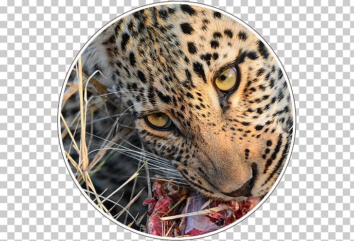 Leopard ISimangaliso Wetland Park Kruger National Park Garden Route National Park PNG, Clipart, African Parks, Animals, Big Cats, Carnivoran, Cat Like Mammal Free PNG Download