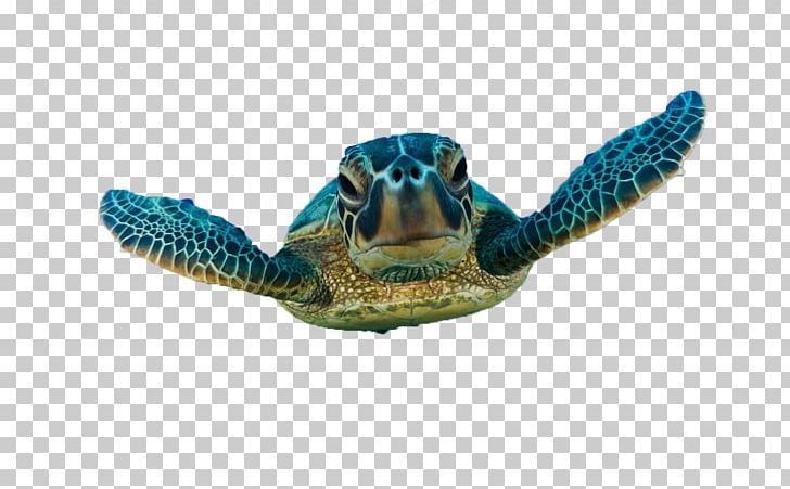 Green Sea Turtle Loggerhead Sea Turtle PNG, Clipart, Animal, Animals, Green Sea Turtle, Hawksbill Sea Turtle, Loggerhead Marinelife Center Free PNG Download