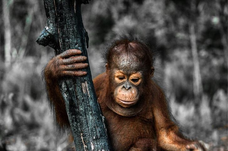 Bornean Orangutan Primate Great Apes Putri River Save The Orangutan PNG, Clipart, Animals, Ape, Bornean Orangutan, Borneo, Borneo Orangutan Survival Free PNG Download