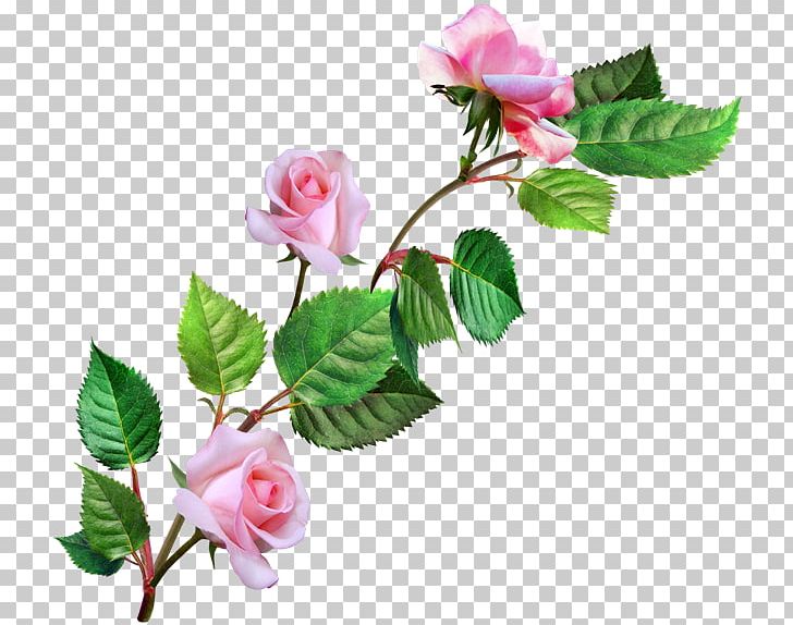 Garden Roses Painting Flower PNG, Clipart, Artificial Flower, Branch, Bud, Cut Flowers, Floral Design Free PNG Download
