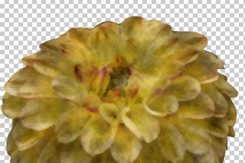 Chrysanthemum Petal PNG, Clipart, Chrysanthemum, Petal Free PNG Download
