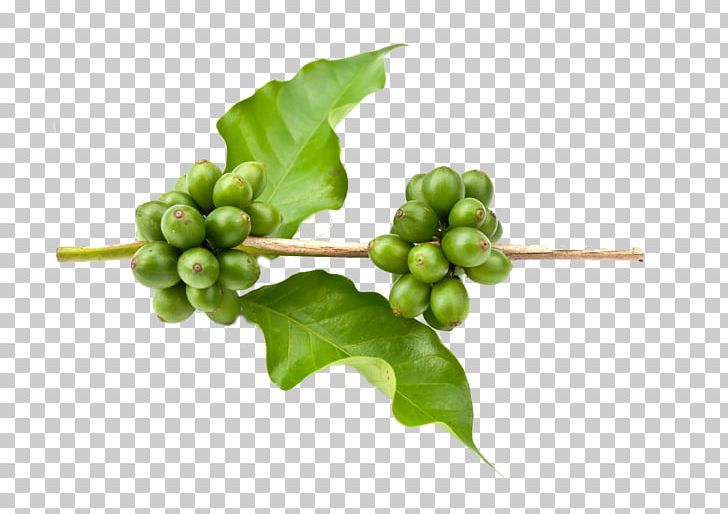 Green Coffee Extract Arabica Coffee Coffee Bean PNG, Clipart, Antiobesity Medication, Arabica Coffee, Black Beans, Coffea, Coffee Free PNG Download