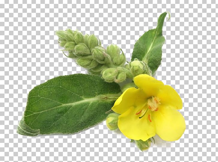 Mullein Pharmaceutical Drug Herb Chronic Obstructive Pulmonary Disease Plant PNG, Clipart, Bronchus, Calendula Officinalis, Disease, Health, Herb Free PNG Download