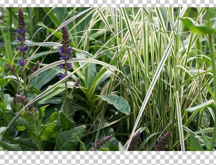 Plant Community Grasses Herb PNG, Clipart, Community, Family, Flora, Grass, Grasses Free PNG Download