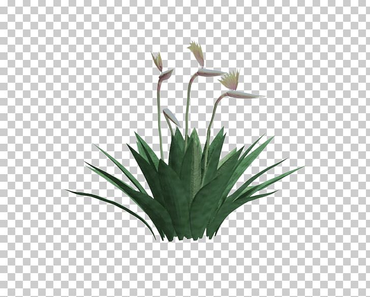 Yucca Faxoniana Strelitzia Reginae Plant Shrub Yucca Gloriosa PNG, Clipart, Agave, Aloe, Aloe Vera, Avenue, Flower Free PNG Download