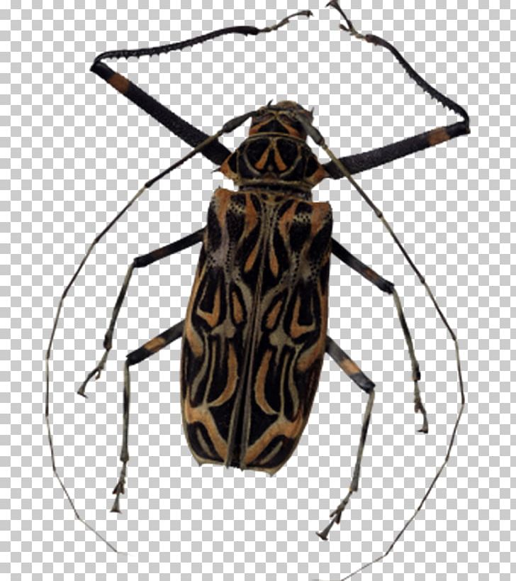 Insect PNG, Clipart, Animals, Arthropod, Brown, Check Mark, Download Free PNG Download