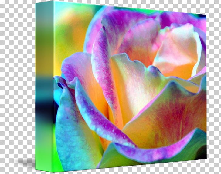 Water Lilies Flower Rainbow Rose Garden Roses PNG, Clipart, Art, Bud, Celebrities, Claude Monet, Closeup Free PNG Download