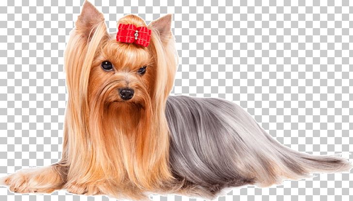 Yorkshire Terrier Glen Australian Terrier Puppy PNG, Clipart, American Kennel Club, Animals, Australian Silky Terrier, Australian Terrier, Breed Free PNG Download