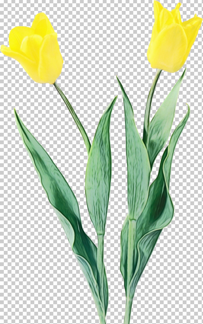 Flower Tulip Plant Yellow Petal PNG, Clipart, Bud, Cut Flowers, Flower, Iris, Leaf Free PNG Download