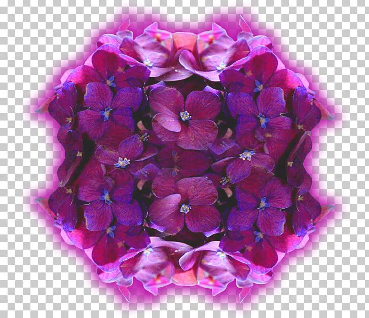 Hydrangea Violet Cut Flowers Petal Вербена М PNG, Clipart, Cornales, Cut Flowers, Durazno, Flower, Flowering Plant Free PNG Download