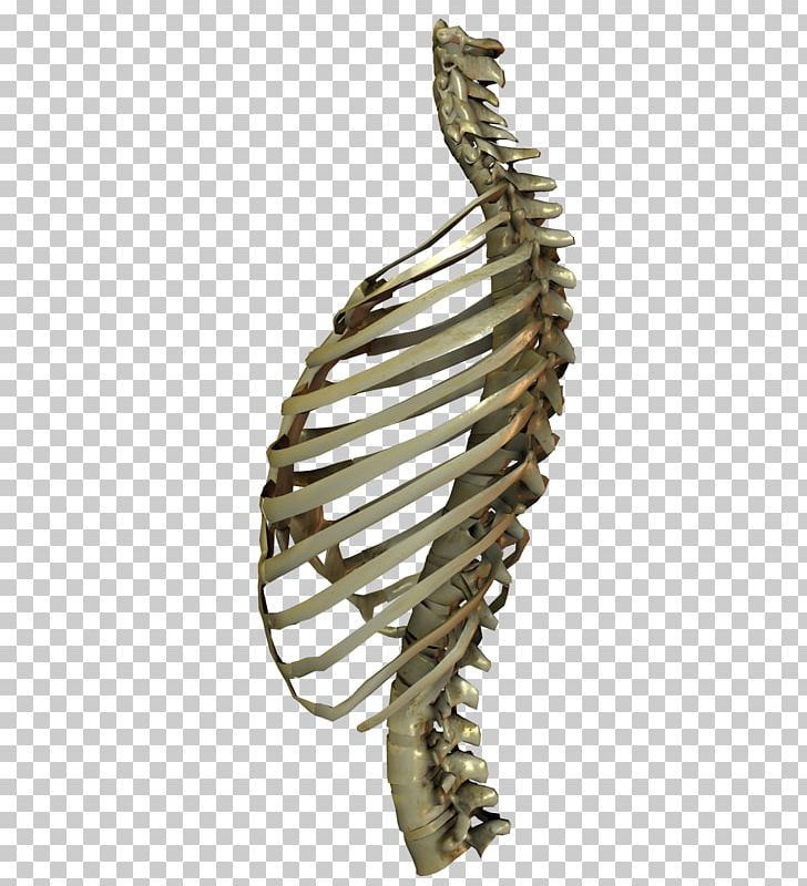 Digital Art Bone PNG, Clipart, Animal Skull, Art, Artist, Bone, Brass Free PNG Download