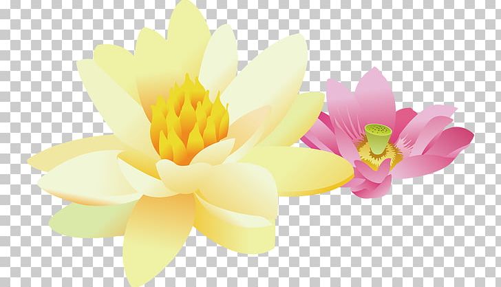Nelumbo Nucifera Yellow PNG, Clipart, Aquatic Plant, Computer Wallpaper, Download, Drawing, Flower Free PNG Download