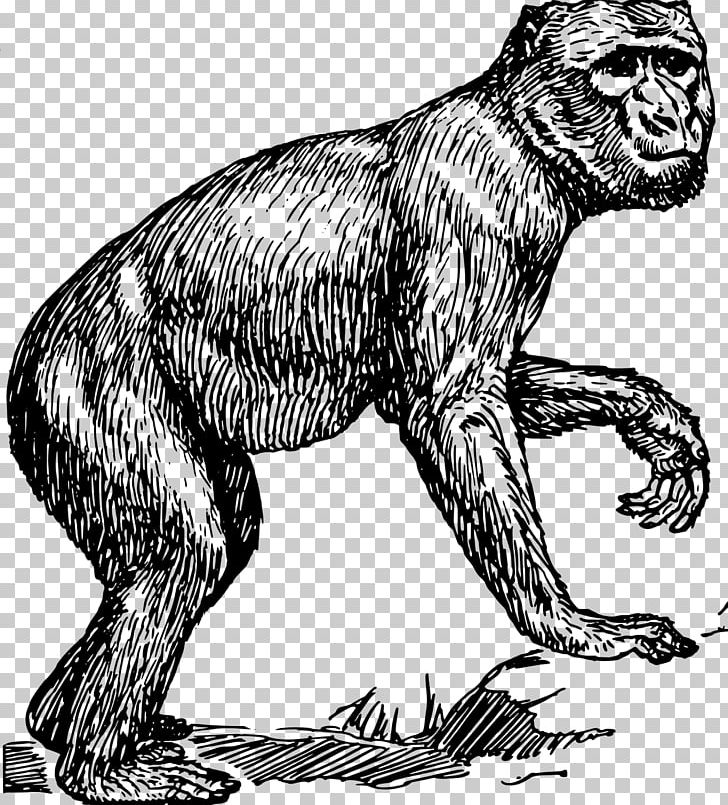 Primate Chimpanzee Barbary Macaque Monkey PNG, Clipart, Animal, Animals, Ape, Art, Barbary Free PNG Download