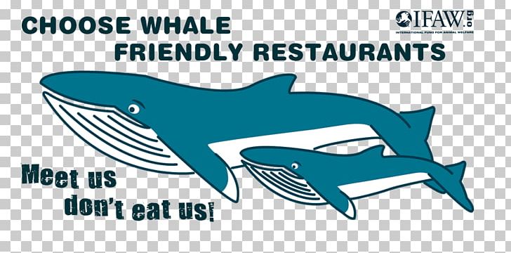 Common Bottlenose Dolphin Gentle Giants – Húsavík Whale Watching Whale Watching In Iceland Cetacea PNG, Clipart, Blue, Blue Whale, Bottlenose Dolphin, Brand, Cartilaginous Fish Free PNG Download