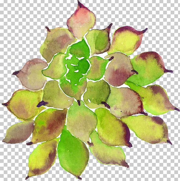 Succulent Plant PNG, Clipart, Designer, Euclidean Vector, Food Drinks, Fruit, Gratis Free PNG Download