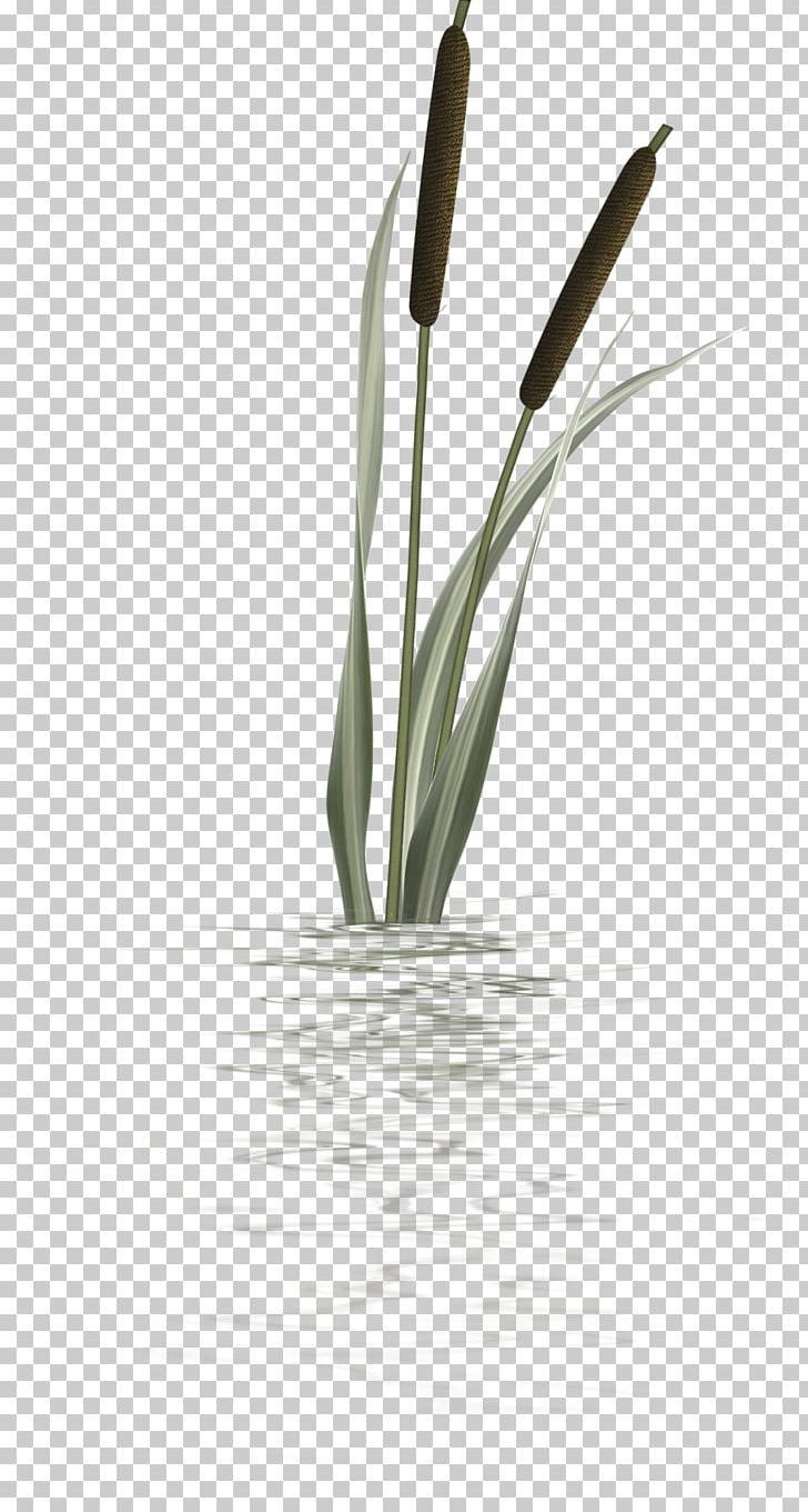 Typha Orientalis Treelet Magnolia PNG, Clipart, Blog, Cattail, Clip Art, Copyright, Flower Free PNG Download