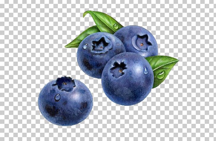 Blueberry Drawing Watercolor Painting Muffin PNG, Clipart, Art, Berry, Bilberry, Blueberry, Blueberry Tea Free PNG Download
