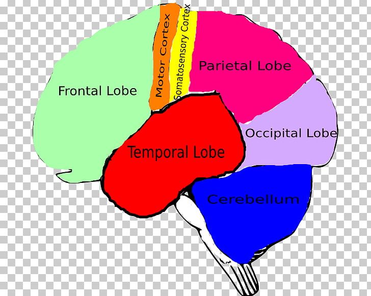 Human Brain PNG, Clipart, Area, Art, Brain, Brain Injury, Computer Free PNG Download