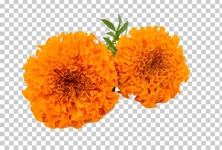 marigold calendula officinalis png clipart calendula calendula officinalis clip art cut flowers export free png download marigold calendula officinalis png