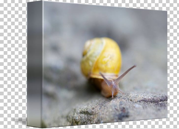 Snail Insect PNG, Clipart,  Free PNG Download