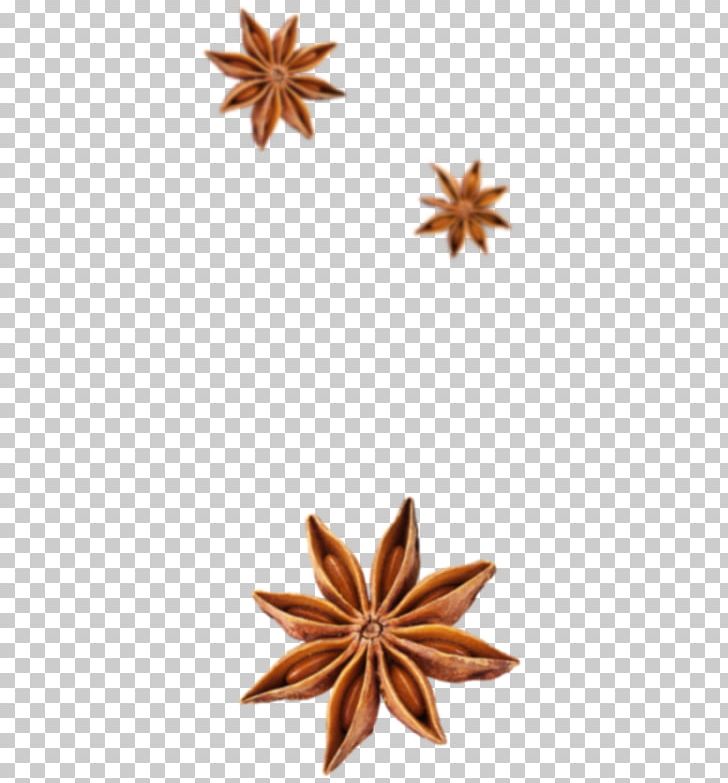 Spice Star Anise Flavor Cinnamon PNG, Clipart, Anise, Cinnamon, Essential Oil, Flavor, Food Free PNG Download