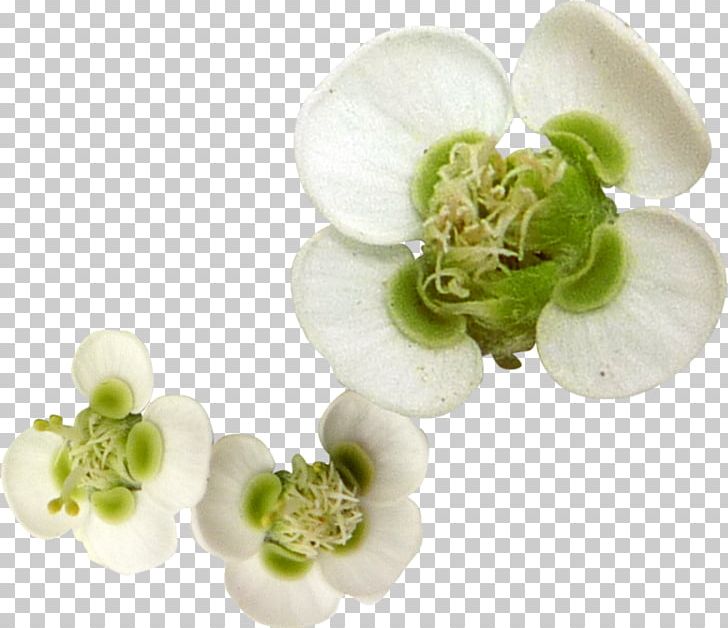 White Flower Petal PNG, Clipart, Body Jewelry, Color, Drawing, Flower, Green Free PNG Download