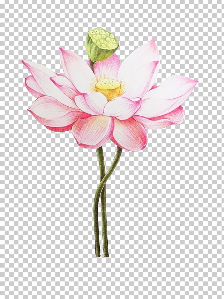 Colored Pencil Nelumbo Nucifera Drawing Painting PNG, Clipart, Aquatic Plant, Artificial Flower, Chinese Style, Flower, Flower Arranging Free PNG Download