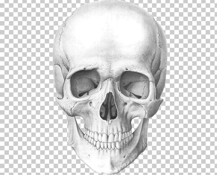 Human Skull Human Anatomy Human Skeleton PNG, Clipart, Anatomy, Black And White, Bone, Brain, Drawing Free PNG Download
