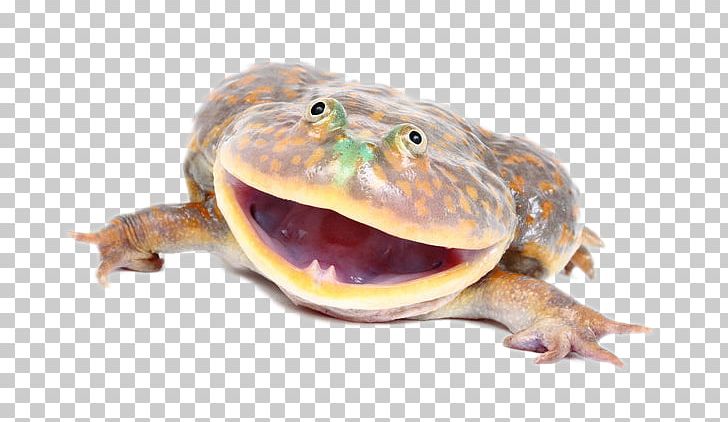 Lepidobatrachus Laevis Frog Reptile Amphibian Lizard PNG, Clipart, Amphibians, Animal, Animal Source Foods, Art, Baby Free PNG Download
