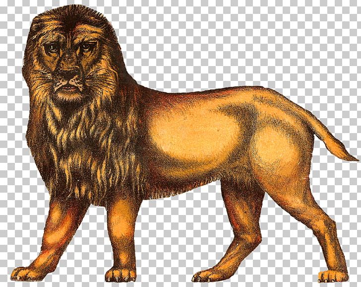 Lion Tiger Circus Drawing PNG, Clipart, Animals, Art, Big Cats, Carnivoran, Cat Like Mammal Free PNG Download