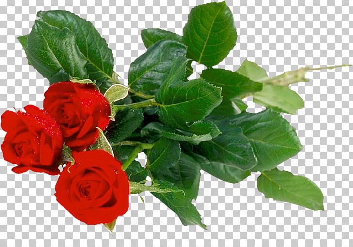 Rose PNG, Clipart, Annual Plant, Artificial Flower, Cut Flowers, Download, Floral Design Free PNG Download