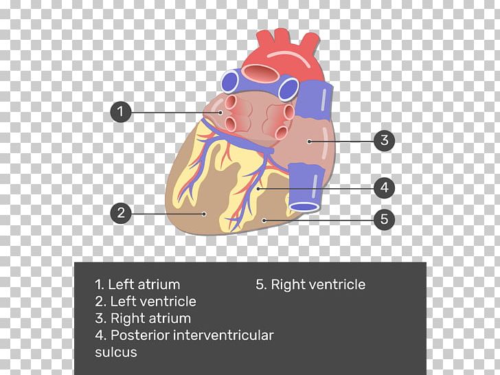 Coronary Arteries Posterior Interventricular Artery Heart Coronary Circulation PNG, Clipart, Anatomy, Angle, Blood Vessel, Cartoon, Coronal Plane Free PNG Download