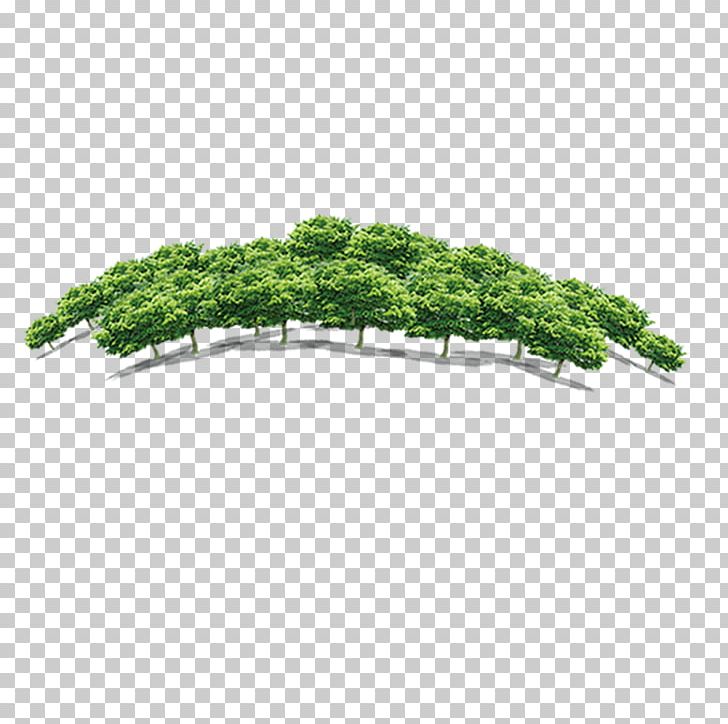 Quancheng Real Estate Tree Forest Fang Holdings Limited PNG, Clipart, Black Forest, Compass, Fang Holdings Limited, Forest, Forest Animal Free PNG Download